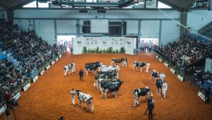 A Cremona l'unica mostra Zootecnica internazionale: 470 capi da 75 allevamenti italiani e stranieri e 4 razze da latte