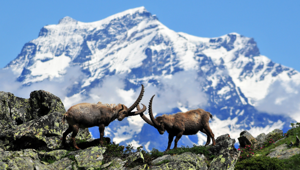Il Parco Nazionale Gran Paradiso compie 100 anni: al via il calendario degli eventi celebrativi