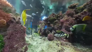 Costa Edutainment porta il pubblico in immersione virtuale nelle vasche con nuovi video subacquei realizzati con StudioQuid Communication 360°