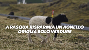 Conforama Italia e VMLY&R invitano a trascorrere una Pasqua 'fuori dal gregge'