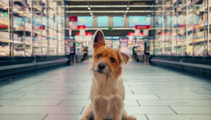 A Sanremo il nuovo spot istituzionale di Conad “Il Cagnolino” ideato da Ogilvy per per celebrare gli oltre 11 milioni di clienti che fanno la spesa nell'insegna
