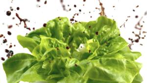 Aceto Balsamico Due Vittorie in tv con un'esplosione di gusto grazie a Labstore