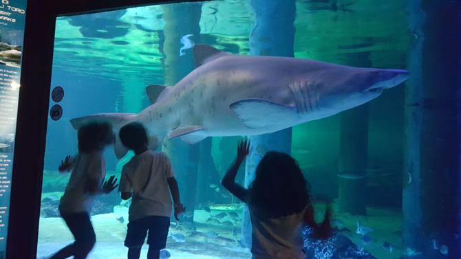 Acquario di Cattolica.1