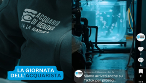 L’Acquario di Genova sbarca su TikTok con Webvisibility per raccontare alla gen Z i progetti di ricerca e le attività di conservazione