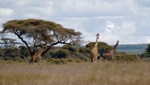 Giornata dell’Africa: Warner Bros. Discovery dispone una programmazione straordinaria con Amref per raccontare le sfide del continente africano