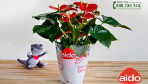 A.I.D.O. in onda su sulle reti Rai, Mediaset e Sky Italia con la nuova campagna pubblicitaria