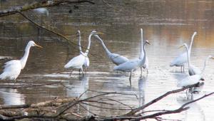  Le Oasi by Night con Sofidel per il progetto Renature di Wwf Italia