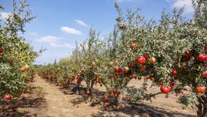 'Bosco Peroni', l'iniziativa natalizia del brand a favore dell'ambiente grazie a Treedom