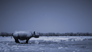 Debutta su Alpha la serie BBC 'Africa'