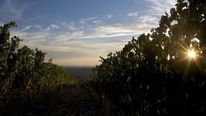 Anteprima "L’Altra Toscana 2022", a Firenze una sei giorni che celebra il vino Toscano