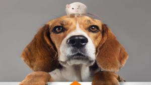 LAV invita ad abbandonare gli animali nella nuova campagna firmata Cookies Comunicazione