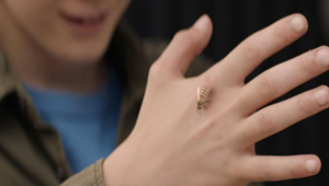 Wind, online la branding campaign 'L’ape'. Firma Ogilvy&Mather