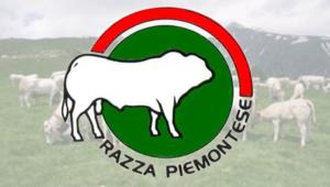 L'Associazione Nazionale allevatori bovini di razza piemontese apre gara da 1,6 mln per la promozione in Italia e Francia