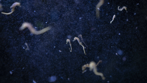 Nasce "Hotspot Mediterraneo", la prima mostra interattiva e multimediale dedicata al mutamento ecosistemico del Mar Mediterraneo