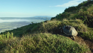 Casta Diva e Maruri presentano "Born to Be the Last", il docufilm realizzato per Born Free che rende omaggio a George, l'ultima tartaruga gigante
