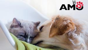 Milk adv firma la nuova campagna istituzionale di CAMON