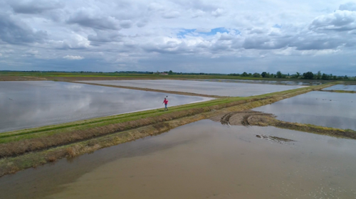 Campo Campo