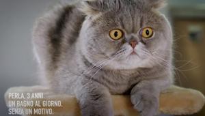 TBWA\Italia e GNV celebrano gli animali domestici con la nuova campagna #eroia4zampe