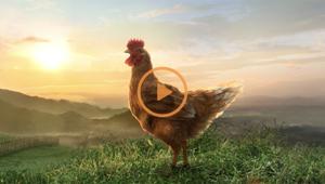 Amadori porta in TV Il Campese, la sua filiera di eccellenza