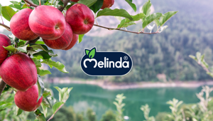 Melinda sceglie Connexia per la Social Media Strategy