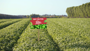 Polli lancia il nuovo Pesto alla Genovese senza conservanti e attiva una maxi campagna cross-mediale estiva