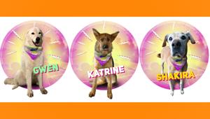 Il canale Super! (Paramount) per Natale invita i bambini a scoprire il significato di reciprocità adottando 100 amici a quattro zampe. A Sky Media affidata la raccolta