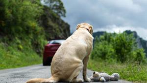 Parte la campagna estiva per una nuova umanità contro l'abbandono di LNDC Animal Protection
