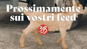 Rude vince il pitch, firma il debutto in comunicazione di 3B Latte (Gruppo Auricchio) e lancia i formaggi “Buoni senza senso”