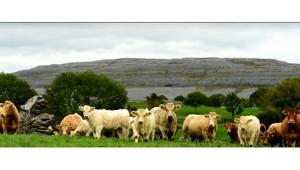 La carne di manzo irlandese si presenta in Italia con la campagna 'Una storia di libertà'. Firma Sprim Italia