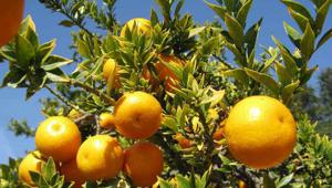 Chinotto di Savona in tour da Milano a New York