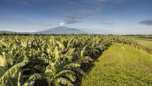 Chiquita presenta "30BY30", il programma di riduzione delle emissioni di CO2 del -30% entro il 2030