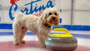 Milano Cortina 2026: il cane Chico nuovo Digital Ambassador dei Giochi. Per la prima volta un animale diventa testimonial dell’evento sportivo più importante al mondo