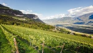 Pellegrini alla Sauvignon Experience 2019, manifestazione altoatesina dedicata al Sauvignon Blanc