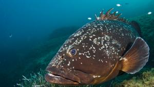 Lisa Casali e WWF Italia lanciano #iocambiomenù, un'iniziativa a sostegno delle specie ittiche in pericolo