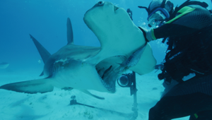 Al via la 36esima edizione della "Shark Week" su Discovery Channel