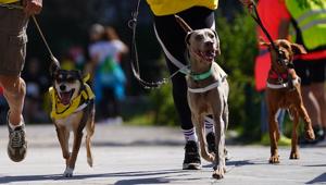 Dog Run Arcaplanet è stata inserita nel palinsesto della prima Wizz Air Rome Half Marathon, organizzata da RomaOstia e RCS Sports & Events