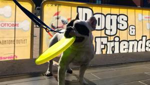 A Valmontone Outlet torna torna Dogs & Friends