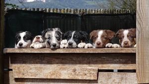 'Doppia Esposizione Canina': l'evento cinofilo annuale del Trentino Alto Adige si terrà il 2 e 3 marzo al Quartiere Fieristico di Riva del Garda