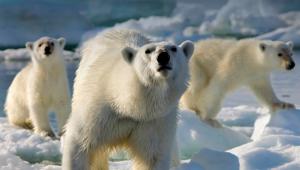 Su DPlay Plus arrivano i migliori documentari BBC