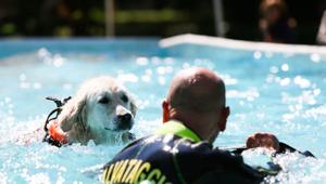 Sabato 10 e domenica 11 novembre a Padova Fiere torna QuattroZampeinFiera