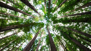 Torna EcoSanFra, il festival dedicato alla sostenibilità economica, sociale e ambientale che si ispira al Cantico delle Creature di San Francesco