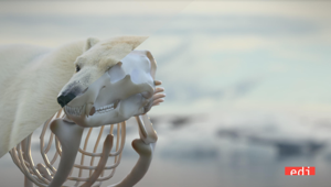 Alla vigilia di Earth Hour WWF lancia un video firmato da Gabriele Muccino sull'orso polare. Produzione di EDI Effetti Digitali Italiani