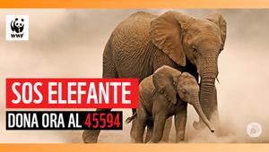 WWF si affida a Podcastory per la campagna SOS Elefante