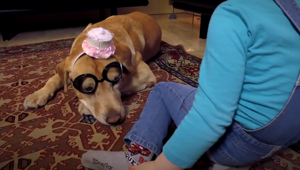 GNV rinnova la partnership con ENPA e torna in comunicazione con DLV BBDO per gli amici a 4 zampe senza famiglia