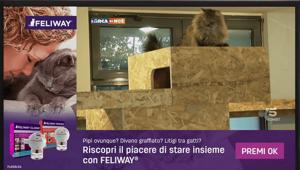 Feliway: parte la campagna Addressable TV per comunicare con gli amanti dei gatti. In collaborazione con Publitalia ’80