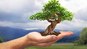 Dai social alla realtà, Conlegno mantiene la promessa fatta in occasione della Festa dell’Albero e pianta 70 alberi a Cisliano (Milano) contro lo smog