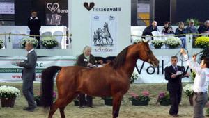 Fieracavalli, al via a Verona l’edizione dei 120 anni