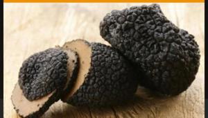 Arte del Vino e Circus presentano la prima edizione della Fiera Nazionale del Tartufo