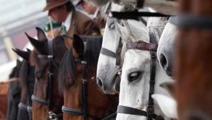 118ª Fieracavalli, il cuore del mondo equestre batte a Verona. Attesi 160mila visitatori