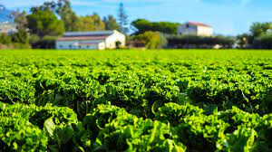 Finagricola Società Cooperativa: gara da oltre 800mila euro per la promozione del pomodoro in Italia e Spagna